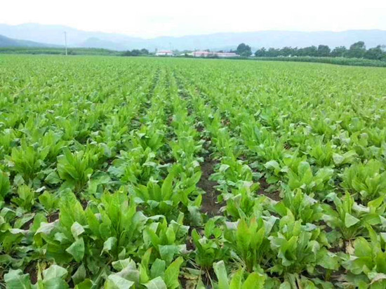 ����ʳҶ����ֲ������չʳҶ����ʳ����Դ�����漣�����Ž�������