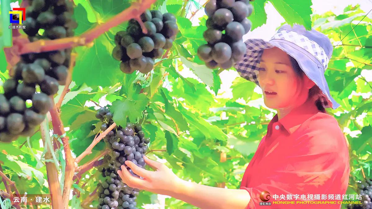 一把剪刀闯天下-建水葡萄疏果工李积秀获“全国优秀农民工”称号
