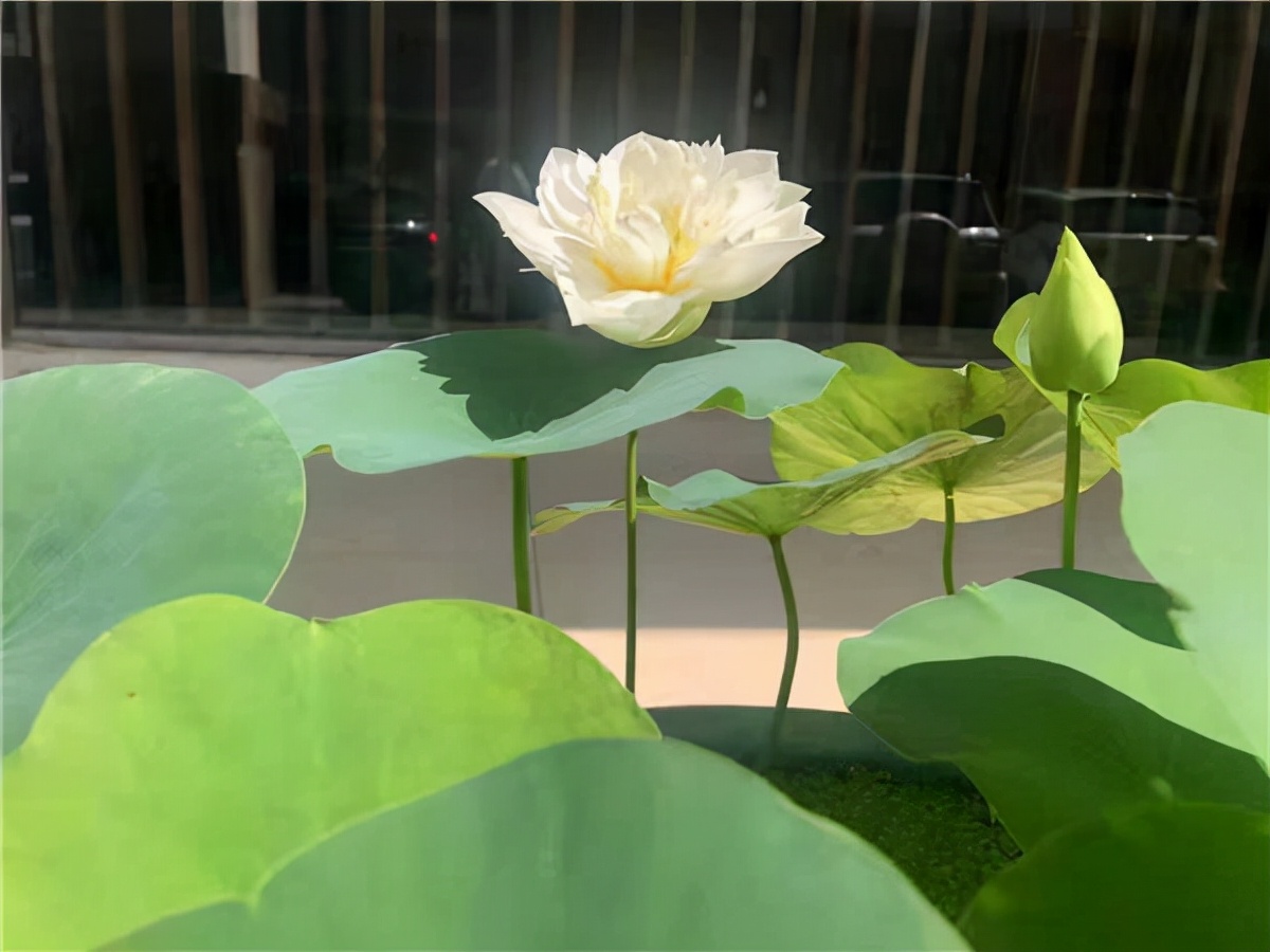 叶忠杨老师精品诗10首