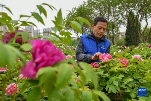 山东菏泽:美丽产业“花”样年华