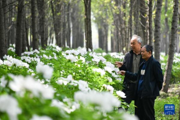 山东菏泽:美丽产业“花”样年华