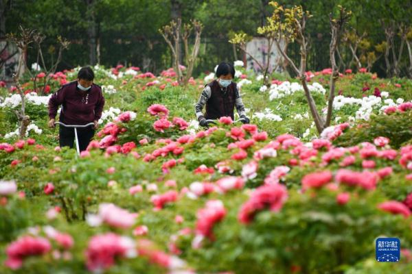山东菏泽:美丽产业“花”样年华