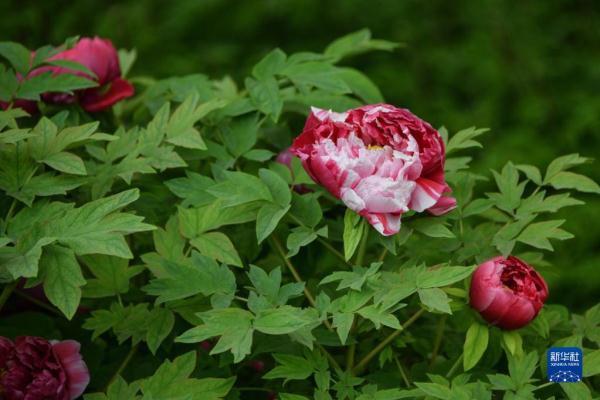 山东菏泽:美丽产业“花”样年华