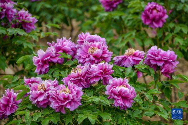 山东菏泽:美丽产业“花”样年华