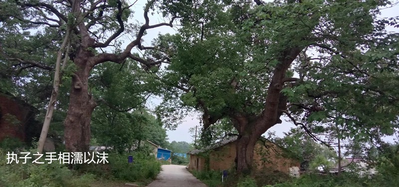 团 罗 七 树 赞